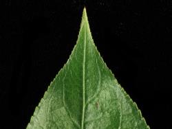 Salix pentandra. Acuminate leaf apex.
 Image: D. Glenny © Landcare Research 2020 CC BY 4.0